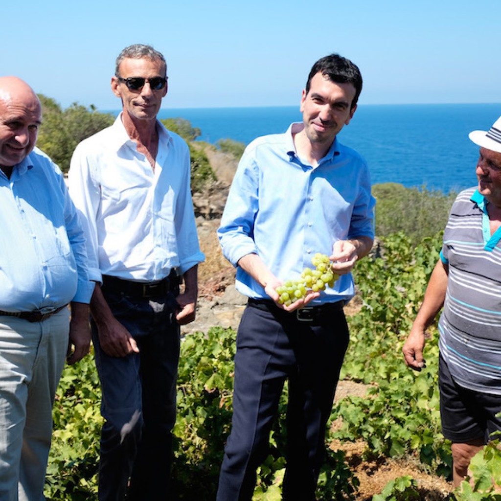 Vite ad Alberello di Pantelleria
