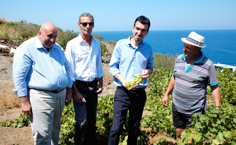 Vite ad Alberello di Pantelleria