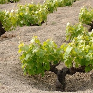 Vite alberello di Pantelleria