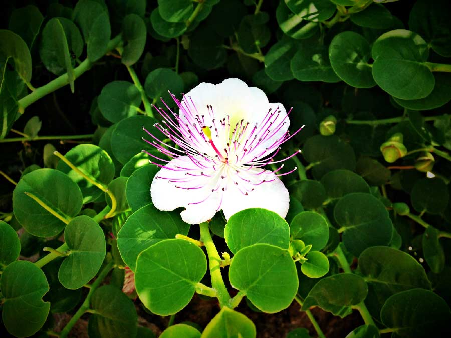 Fiore del Cappero di Pantelleria